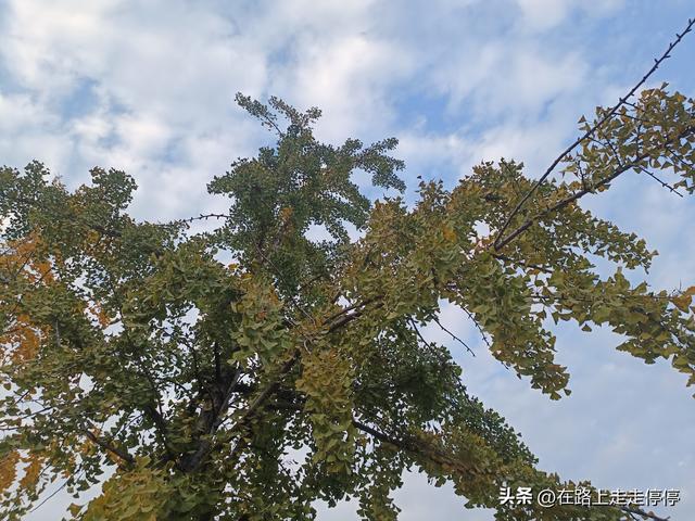 去济南黄河大堤北岸去尚粉乱黛子草