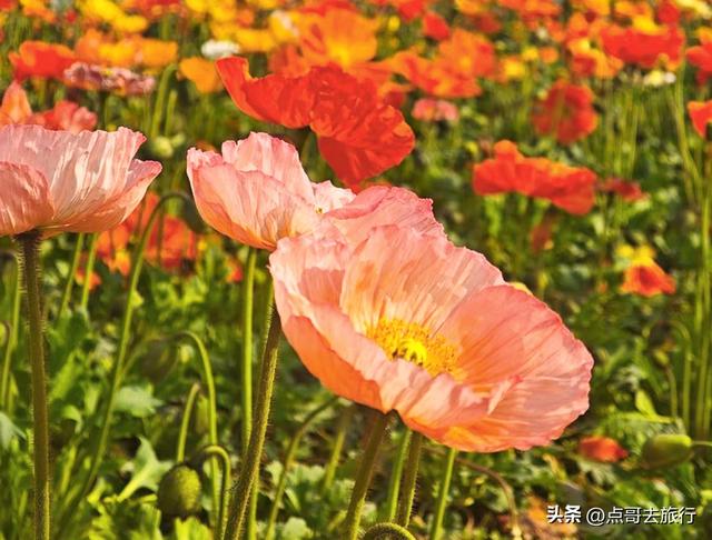 成都最美的虞美人花开了，美丽又壮观，给人震撼的视觉冲击力！