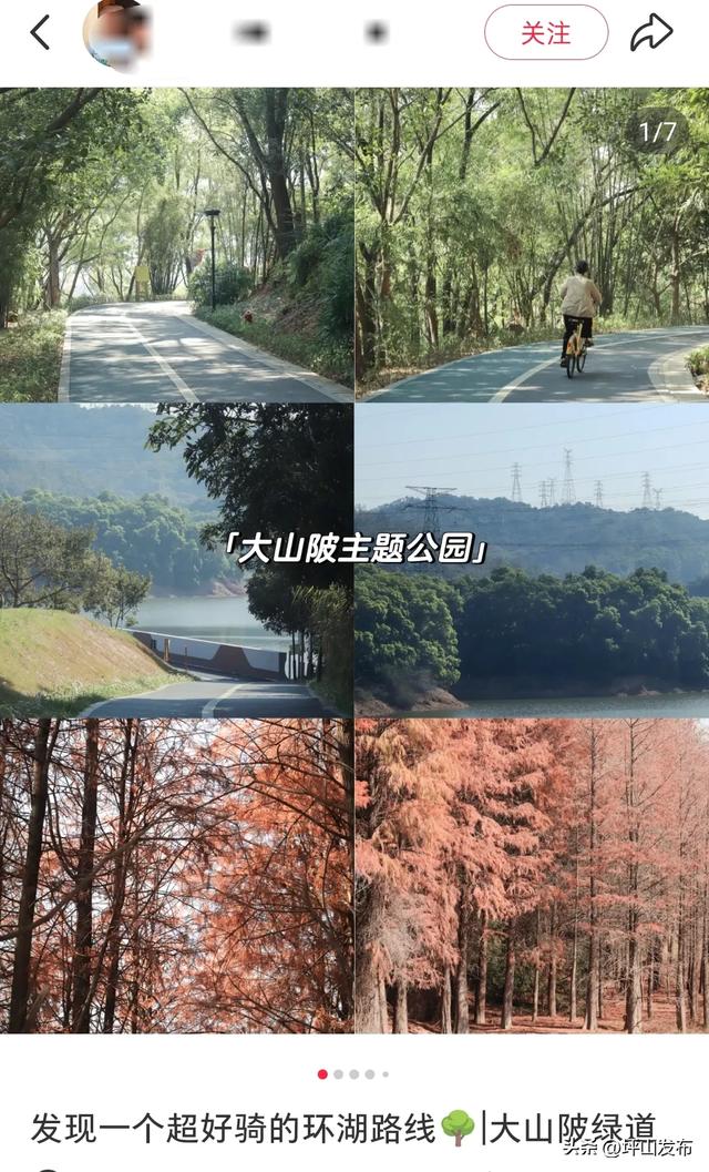 看完你的 看你的,坪山这片格桑花海承包你的秋日治愈感!