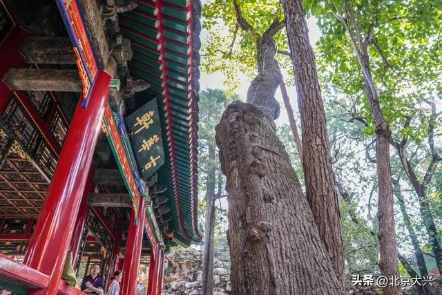 北京这座“神秘花园”重新开发，值得一去！抢先看！