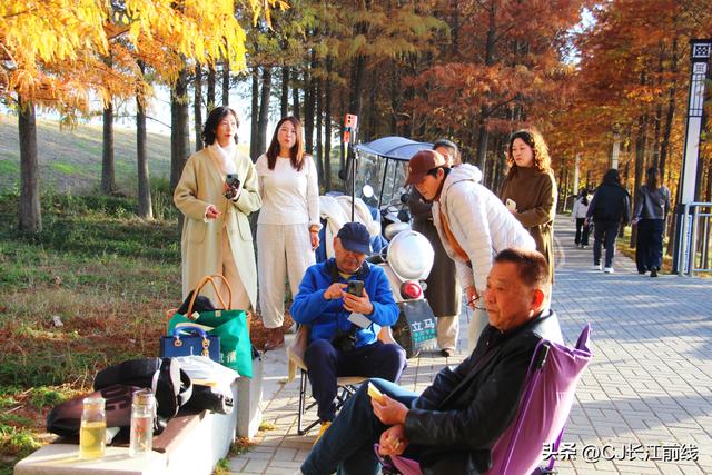 河南淮滨：落羽杉红了，美女们来啦！