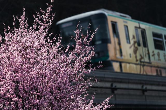 别被“赏花列车”骗了！这3趟才是真的开往春天，剩下的只是噱头