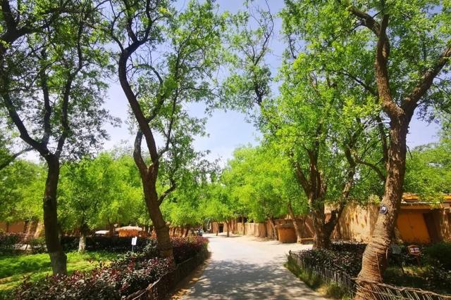 塞上江南 颐养宁夏丨中卫篇：品味杞乡风情，体验沙水相依的颐养之旅