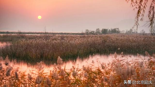 延庆的金色浪漫，就在——