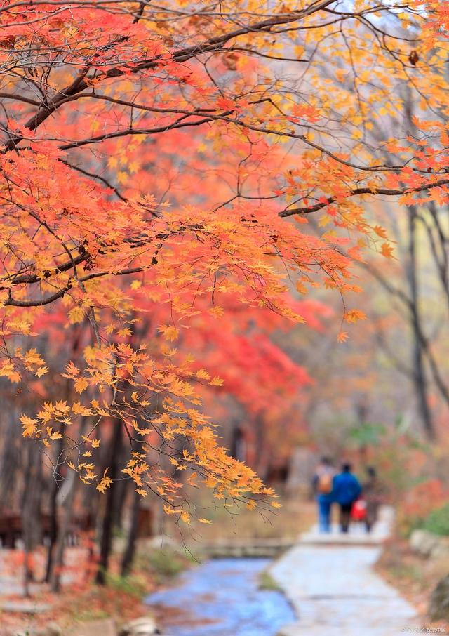🍁天柱山红叶观赏终极指南——秋日限定，邂逅醉美“枫”情