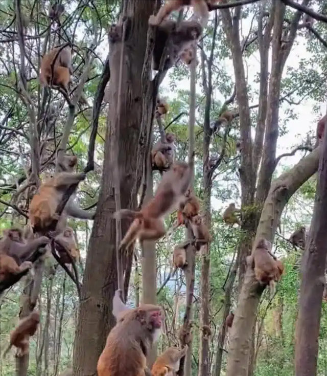 伤害1只也不行！2024年女游客徒步比赛被抓咬，十余只持续3分钟