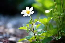 教育背景不是能力的唯一标准，教育多样性与包容性的现代启示图片