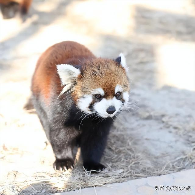国庆保定“不基础” 玩法 | 6条精品线路玩转保定→