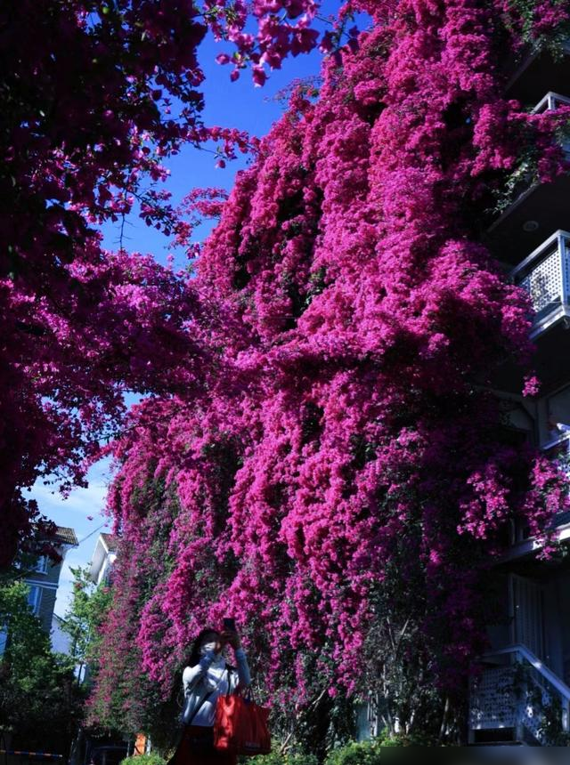 云南一户人家门口的花，开出了五层楼的“瀑布”，太壮观了