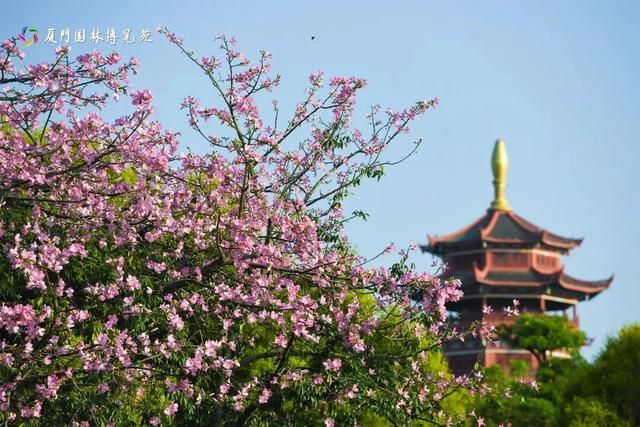 被厦门的秋天圈粉了！金色花海、粉色“云霞”……周末就出发→