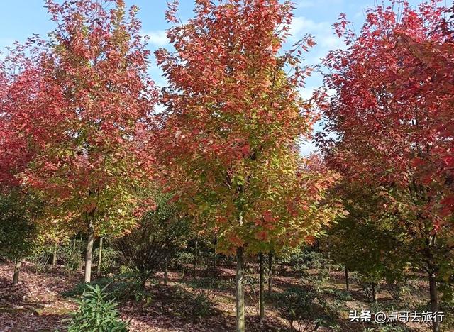 成都4大赏秋超美村庄，其中一个被称为成都小丹巴，都不要门票！