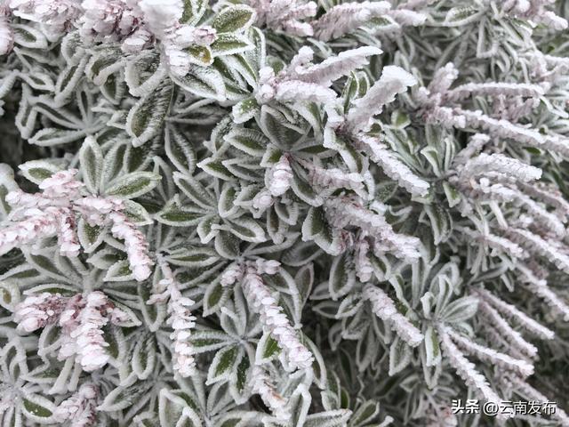 今年第一场雾凇,你追到了吗？