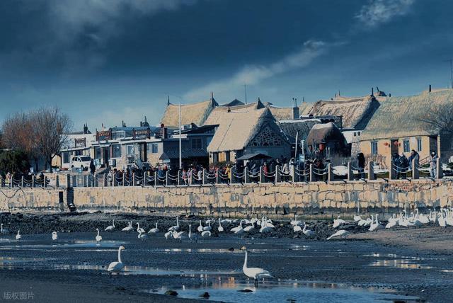 山东这座“天鹅村”美到窒息！百年海草房藏着胶东最暖的冬日童话