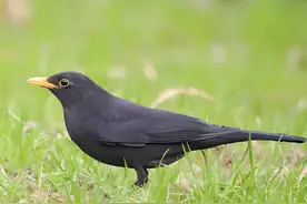 一种黑色的鸟，每天都能看到。你知道是什么鸟嘛？图片