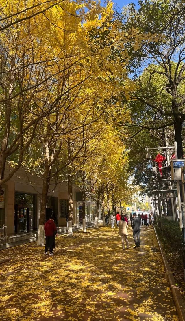 从街角到古村，一键解锁贵阳的秋日浪漫