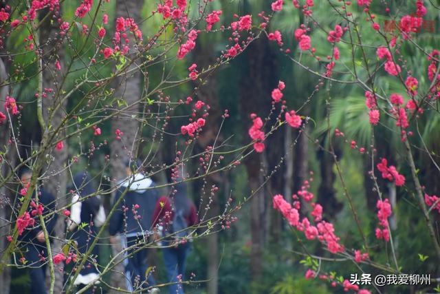 “玉”见春天，“桃”醉其中！柳州园博园花事正当时→