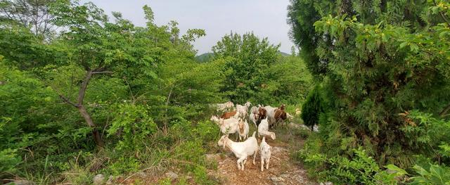 全中国哪里的羊肉最好吃？我给大家推荐一处	，那叫一个绝