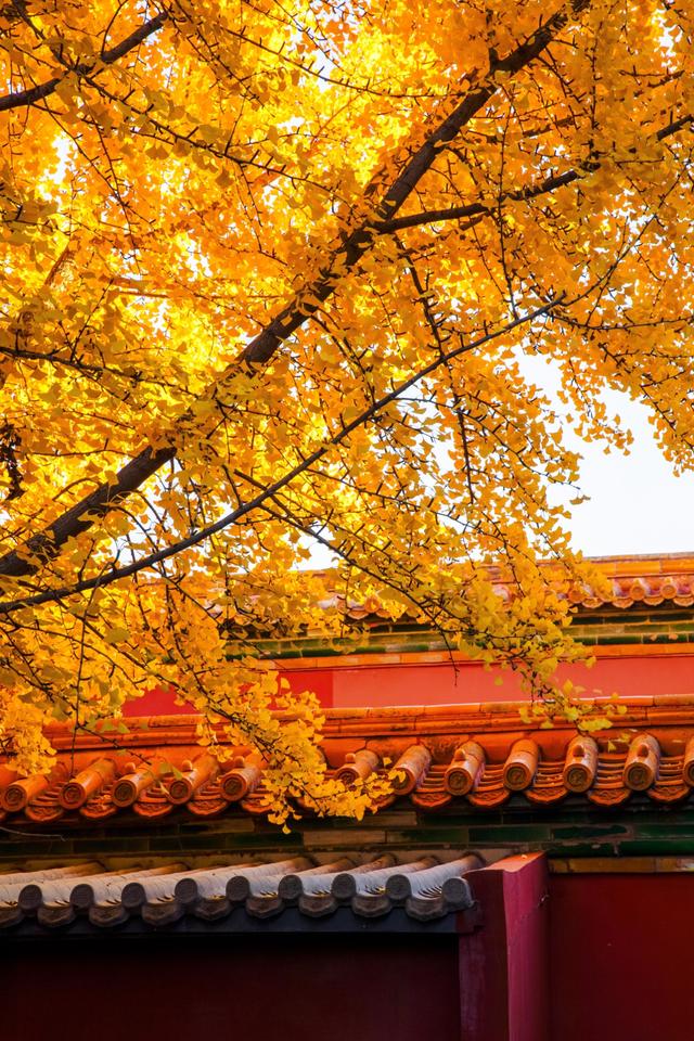 曾经是故宫最冷门的宫殿，而如今因为秋天的银杏，让这里充满生机