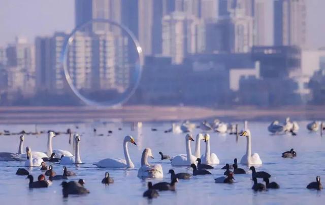 冬游威海 | “鹅”在这儿呢！