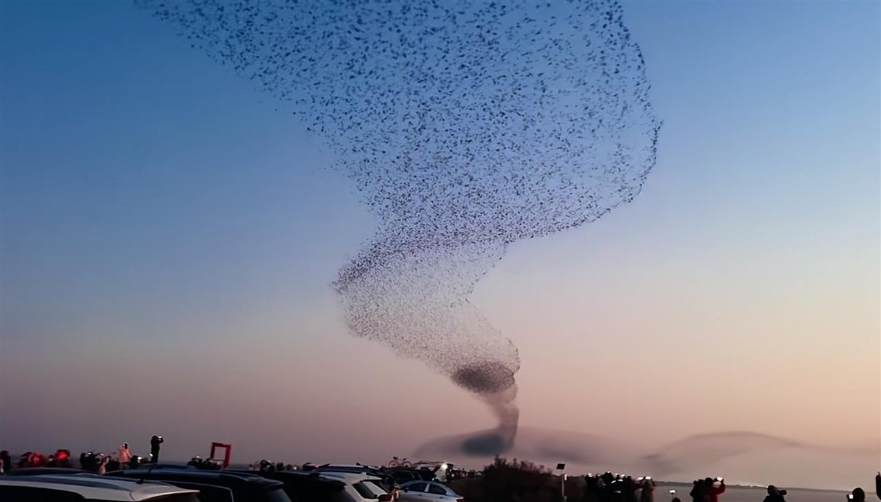 東營(yíng)黃河口“鳥(niǎo)浪化鯤”太震撼!