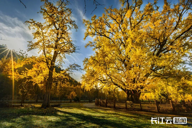 评分秋色：随州为啥被称为“杏”运城市？