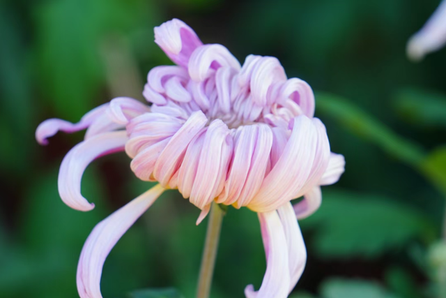 年度金秋盛宴来了，武汉城建集团邀您逛菊展、赏名菊、拍美照！