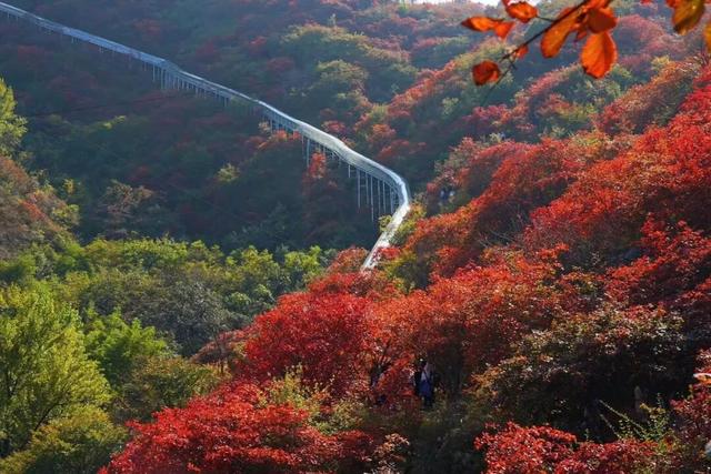 秋日登高指南｜层林浸染处，揽尽青州秋色
