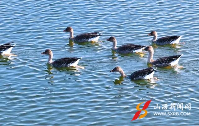 山西神溪国家湿地公园：天鹅翩跹入画来