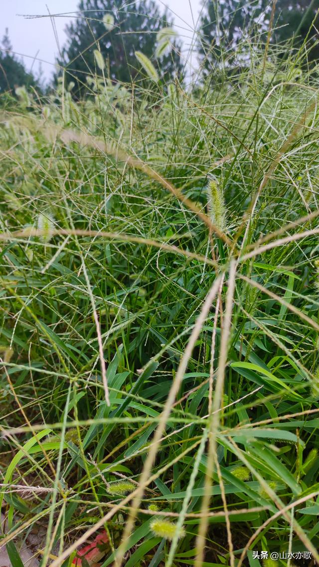 夏天过去了，秋天也过去了，我再也没有见过那个手捧狗尾草的男人