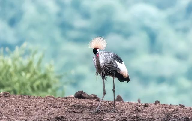 春节旅行卷向非洲！9天假期去肯尼亚看动物，成体验派游客新宠