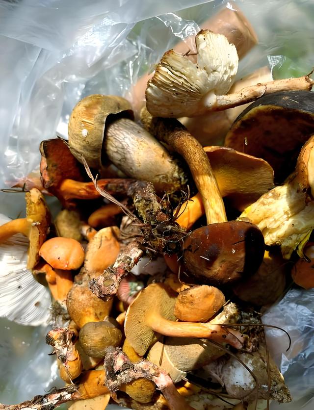踏迹寻音：每年大理学生给我快递野生菌，原来和徐霞客大有关系