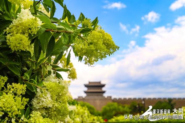 大同古城南城墙绣球花绽放 吸引众多游客市民