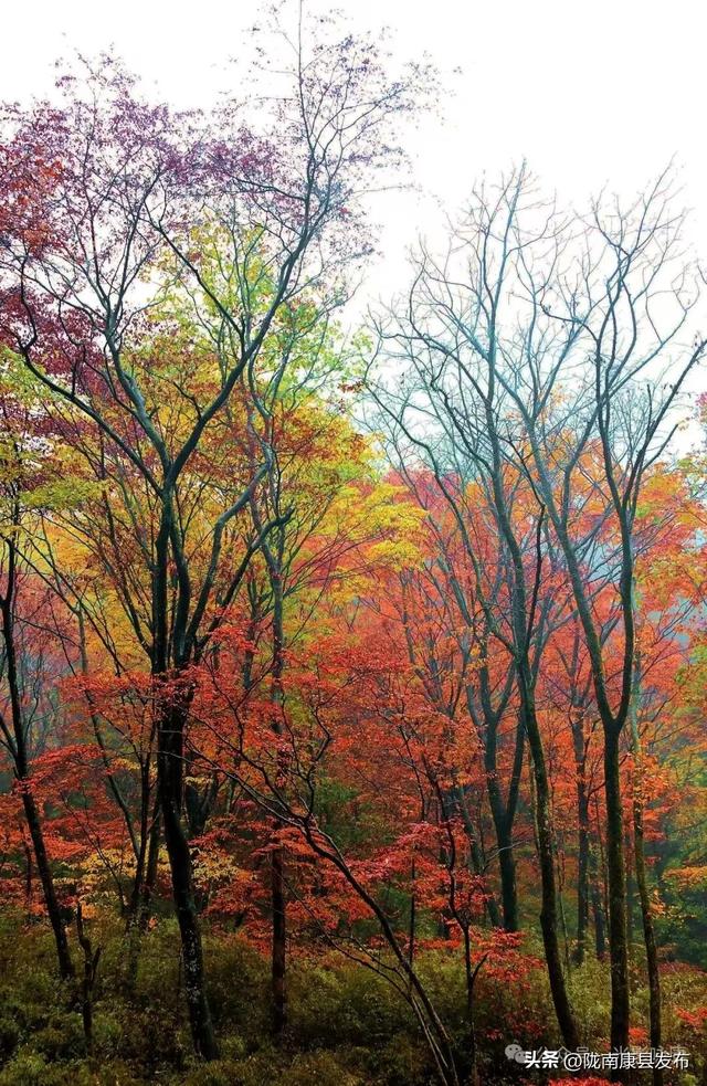 康县初冬，把最惊艳的色彩藏进时光褶皱里