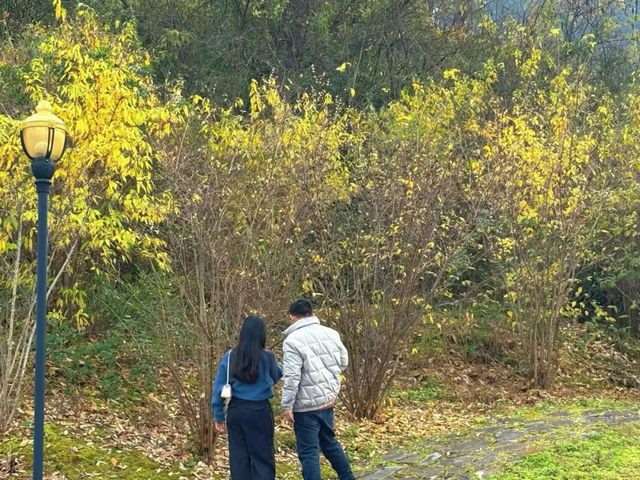 寒风再烈、冬日再冷，蜡梅照样艳压全场！