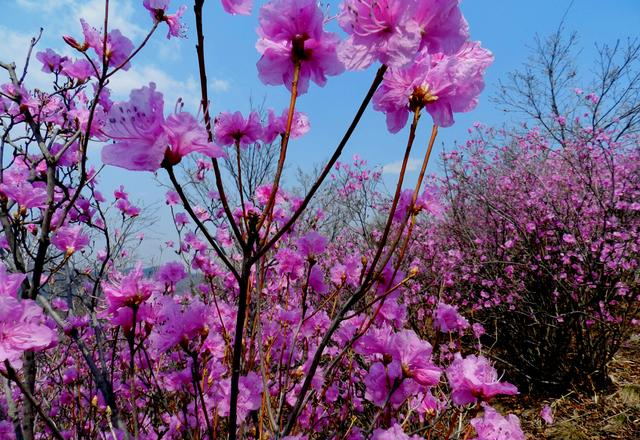 闻名省内外的“本溪地区最大的野生映山红花海”即将迎来观赏季