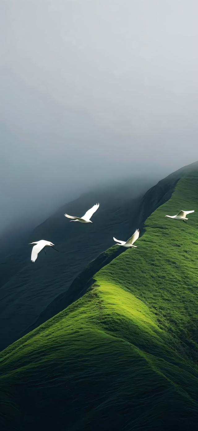 手机壁纸|清新自然，绿色风光美景