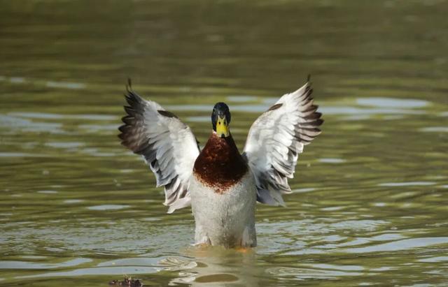 观鸟季来啦！在西安赴一场与候鸟的约会