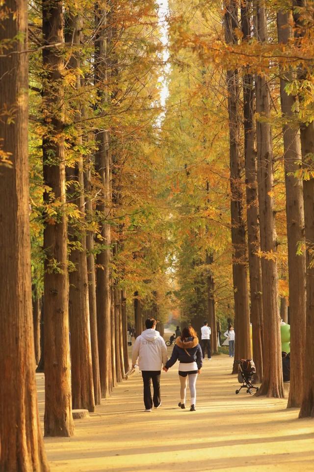 “焦糖色秘境”上线！超级出片！日照这里错过再等一年！