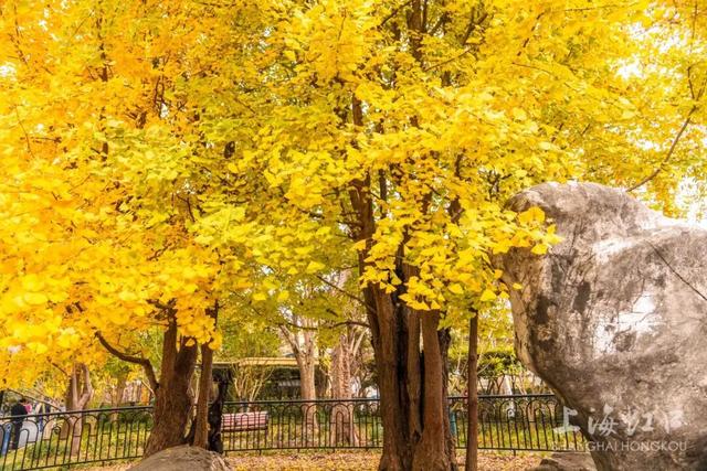 300岁古银杏披上“黄金甲”，“落叶不扫”打造金色打卡点