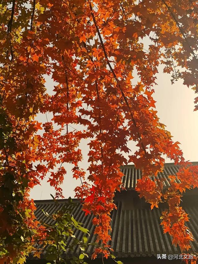 水墨丹青、红叶翩跹，易水湖秋日山水美成画！