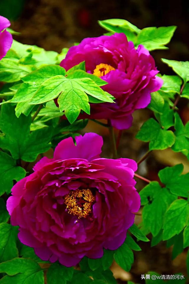 极美洛阳城牡丹迎春吐蕾绽放