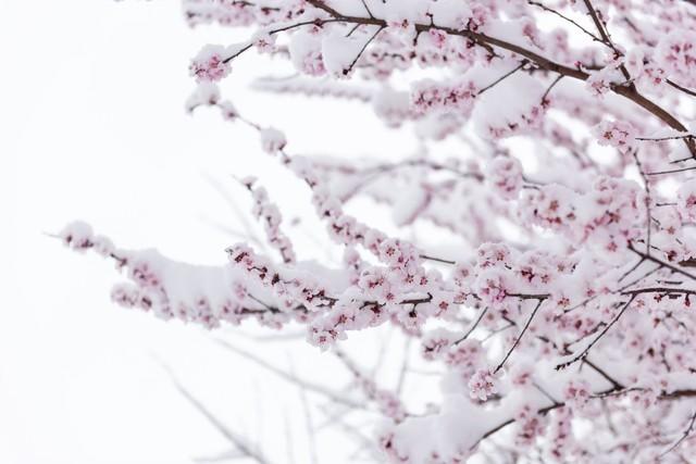 明天小雪，老人说就怕“小雪一日晴”，小雪天晴有啥预兆？早了解