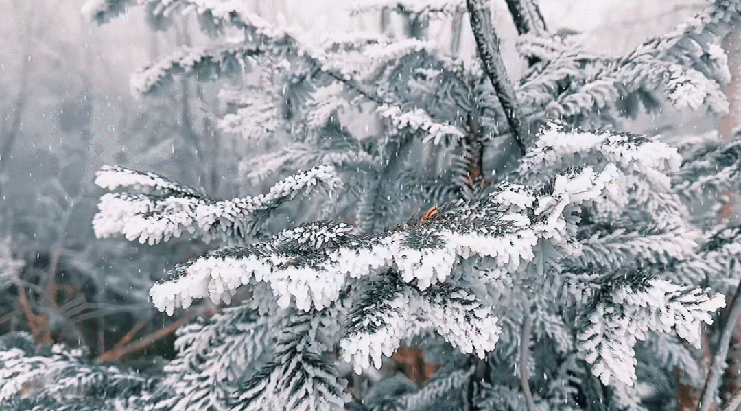 北大湖初雪落！距试滑仅21天，350台造雪机已待命……