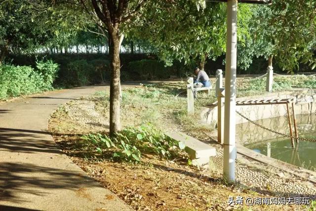 藏不住了!望城这片小众银杏秘境已到最佳观赏期,还能露营、骑行、摘果子