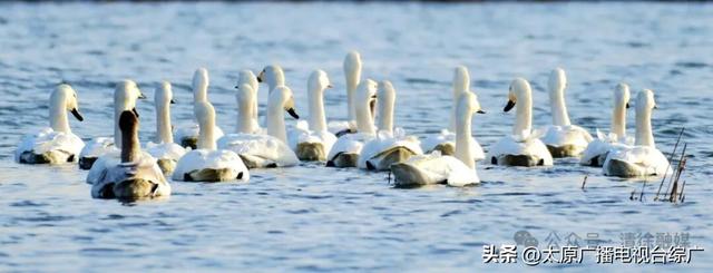 汾河清徐段变美啦，天鹅都赶着来“打卡”