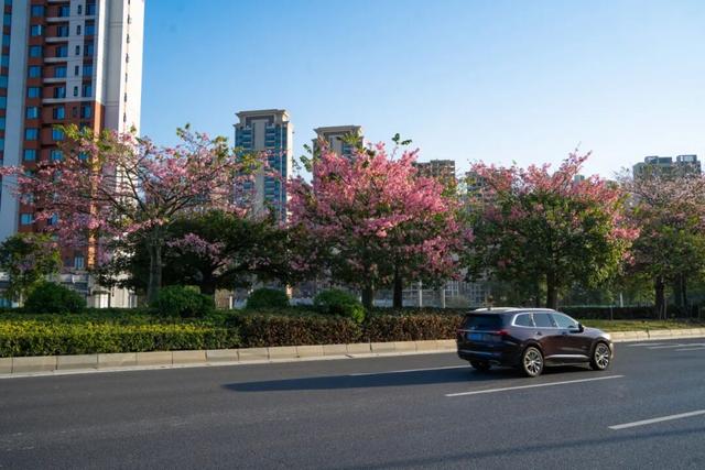 一秒圈“粉”！鼎湖的“美人树”盛情绽放