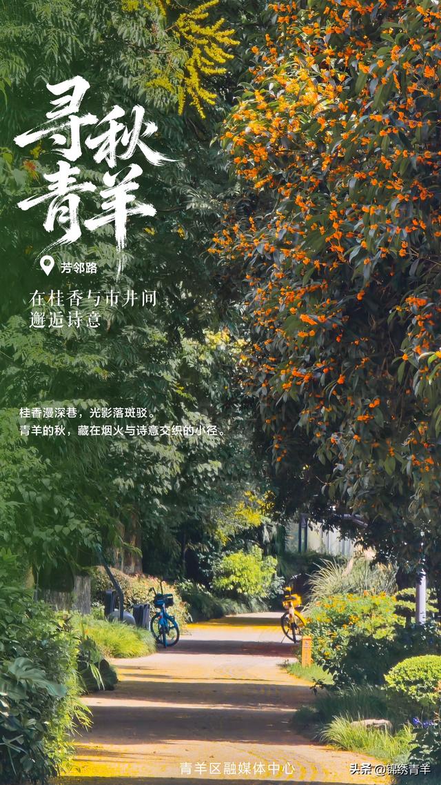 寻秋青羊：在桂香与市井间邂逅诗意