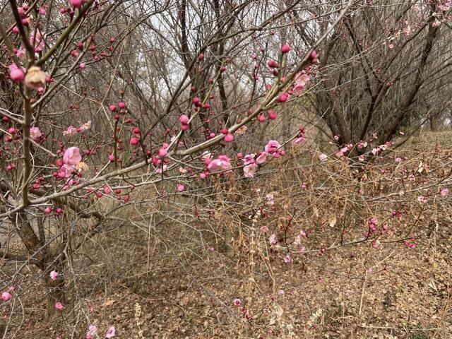骑游六合平山赏早梅恋山山顶纵车飞