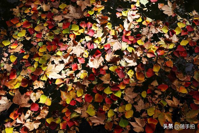 秋色绚烂，上海闵行红园乌桕色彩斑斓梦幻如画