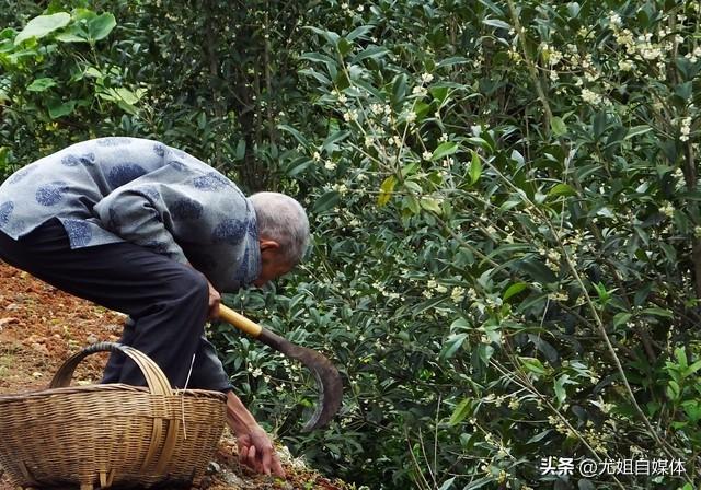 人老后，身上若有这3个特征，说明你的命很好。